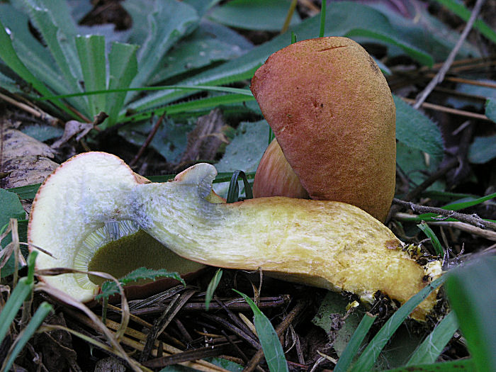 Due Xerocomus